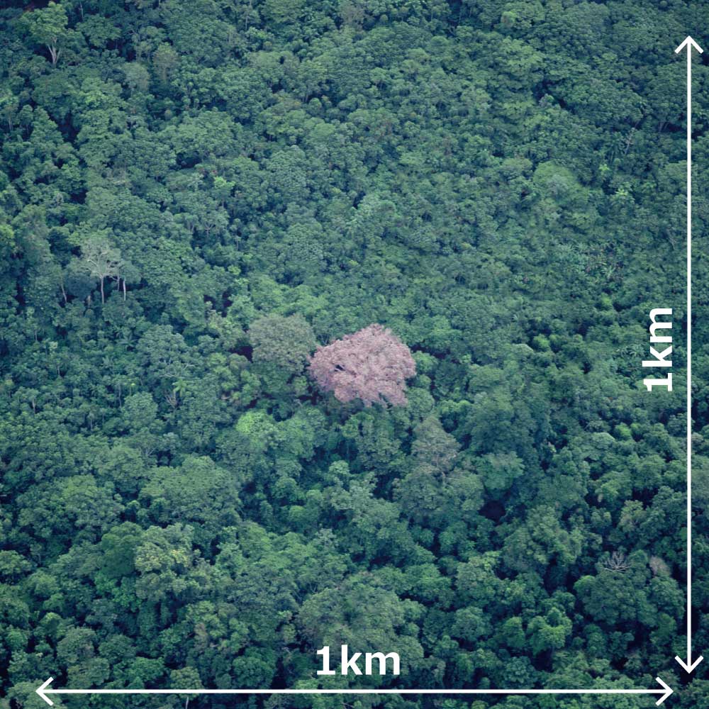 タヒボの森林